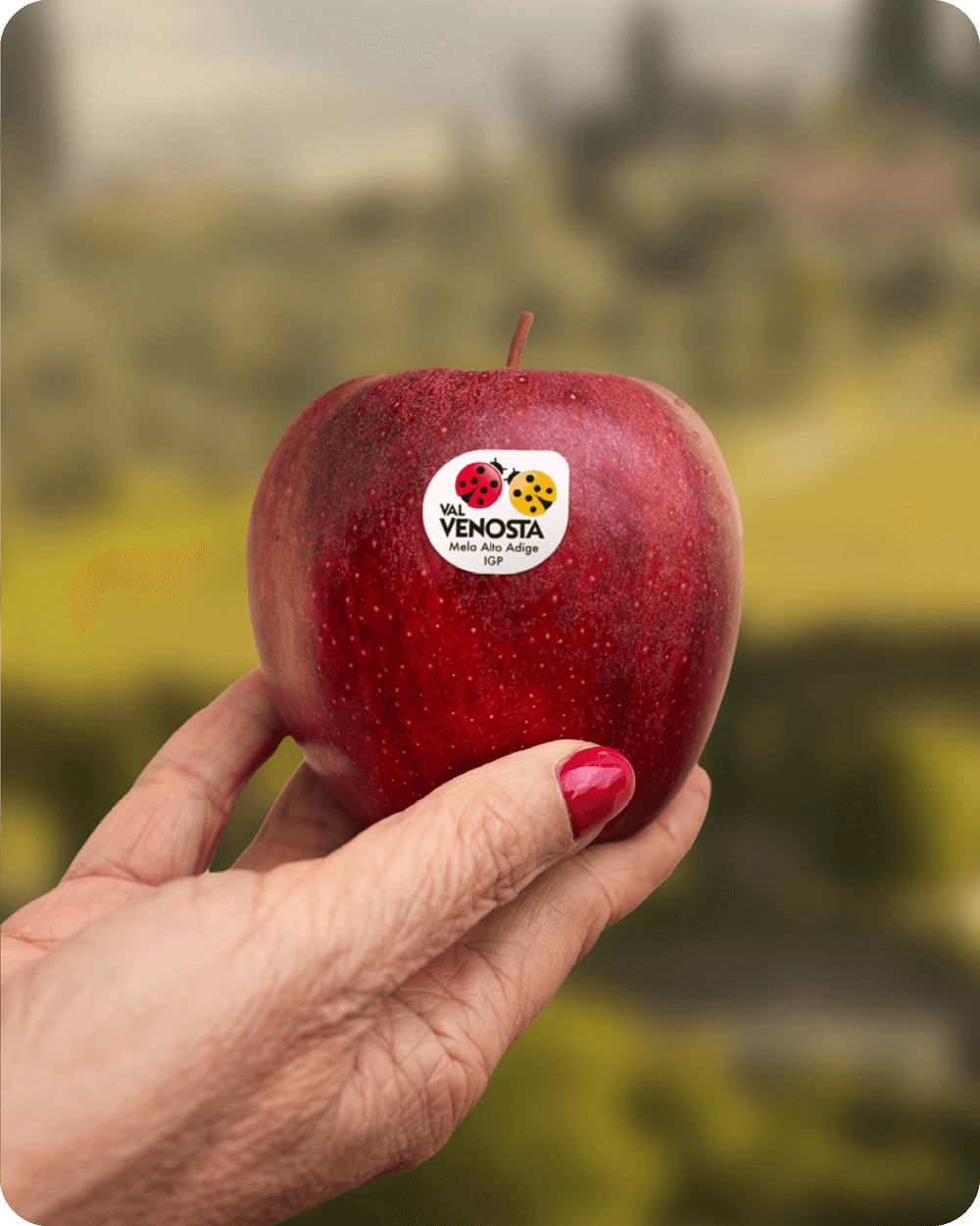 Cooee_CS_VV_Applepairing3_Gallery11